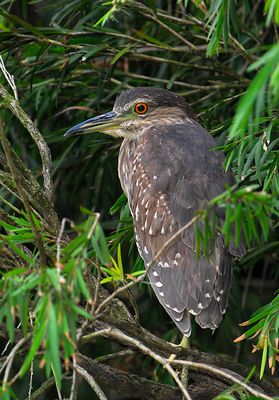 juvenile Black-crowed Night Heron