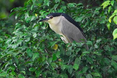 Black-crowned Night-Heron (Nycticorax nycticorax)