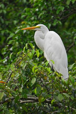 DSC_4094e.jpg