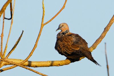 DSC_4122sd.jpg