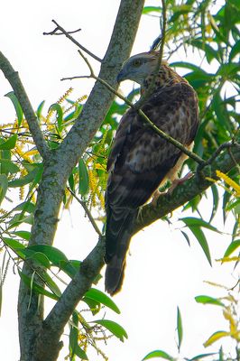 Jerdon's Baza ( Aviceda jerdoni )