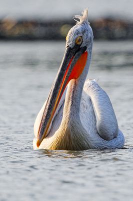 DSC_4683.jpg