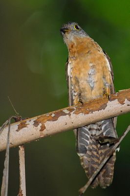 Rusty-breasted Cuckoo (Cacomantis sepulcralis)