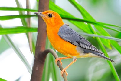 Orange-headed Thrush ( Zoothera citrina )