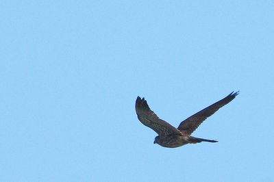 DSC_5122.jpg