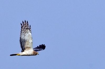 Pied Harrier (Circus melanoleucos)