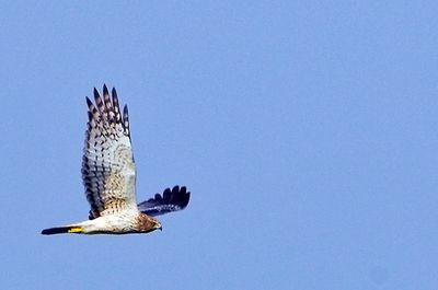 Pied Harrier (Circus melanoleucos)