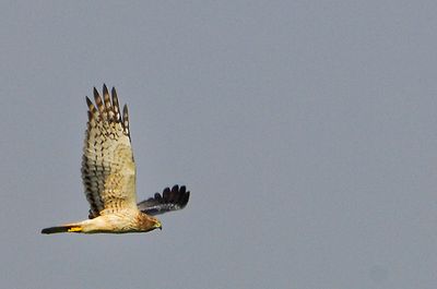 DSC_5209.jpg