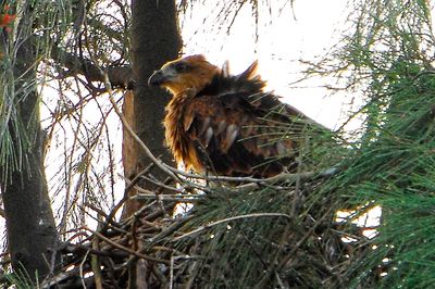 DSC_6099.jpg