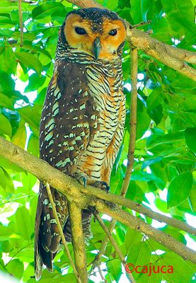 Spotted Wood-Owl ( Strix seloputo )
