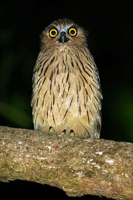 Buffy Fish-Owl, Juvenile  