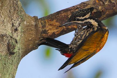 Common Flameback ( Dinopium javanense ), Female