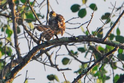 Japanese Sparrowhawk ( Accipiter gularis )??