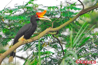 Rhinoceros Hornbill, Female ( Buceros rhinoceros )