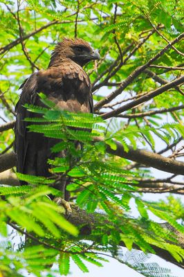 Changeable Hawk Eagle (Spizaetus cirrhatus)