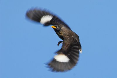 Dsc_1331.JPG