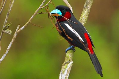 Black-and-red Broadbill ( Cymbirhynchus macrorhynchos )