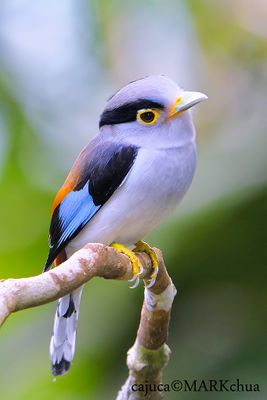 Silver-breasted Broadbill ( Serilophus lunatus ) 