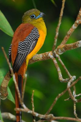 Orange-breasted Trogon ( Harpactes oreskios ) 