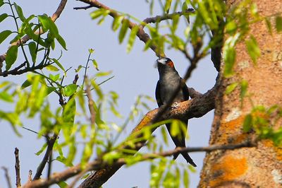 Grey-rumped Treeswift ( Hemiprocne longipennis )