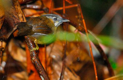 Grey-throated Babbler ( Stachyris nigriceps )