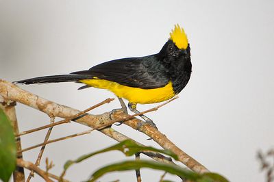Sultan Tit ( Melanochlora sultanea )