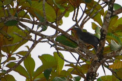 Red-billed Malkoha ( Phaenicophaeus javanicus )