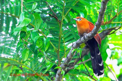 Raffles' Malkoha ( Phaenicophaeus chlorophaeus )