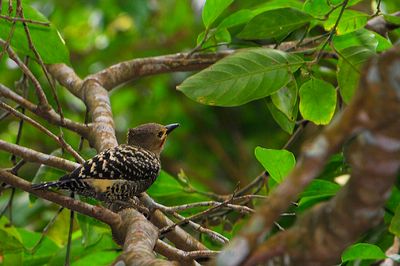 Buff-rumped Woodpecker (Meiglyptes tristis)