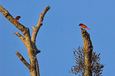 Scarlet Minivet (Pericrocotus flammeus)