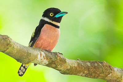 Black-and-yellow Broadbill ( Eurylaimus ochromalus )