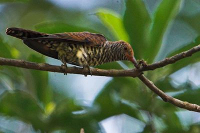 Violet Cuckoo (Chrysococcyx xanthorhynchus)