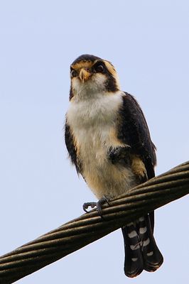 Black-thighed Falconet (Microhierax fringillarius)