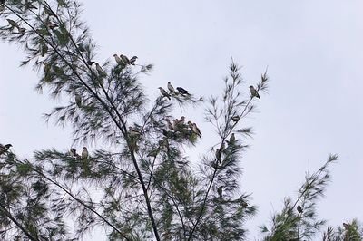 DSC_2010f.jpg