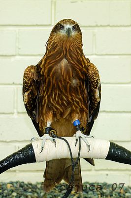 DSC_7096bk.jpg