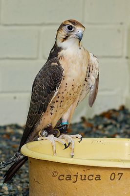 DSC_7075.jpg