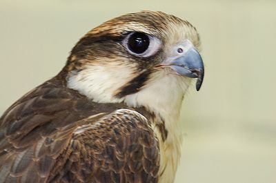 DSC_7085.jpg
