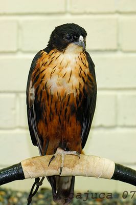 DSC_7089.jpg