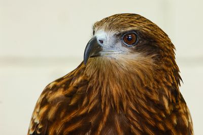 Black Kite (Milvus migrans)