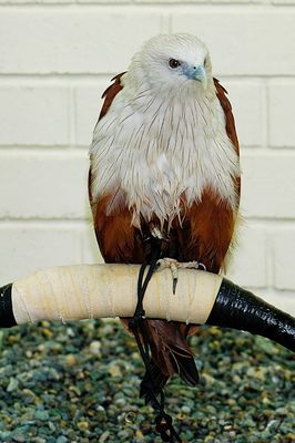 Brahminy Kite