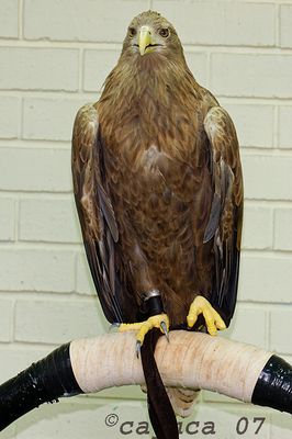 White-Tailed Sea Eagle (Haliaeetus albicilla)