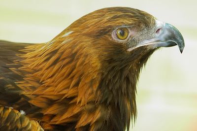 Golden Eagle (Aquila chrysaetos)