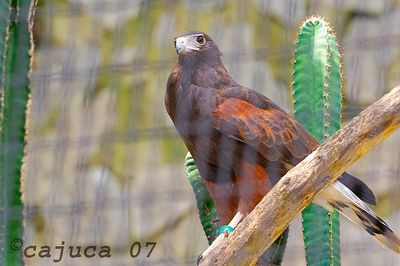 Harris's hawk (Parabuteo unicinctus)