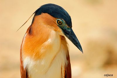 Nankeen Night Heron