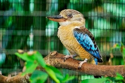 Blue-winged Kookaburra