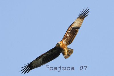 DSC_8959bk.jpg