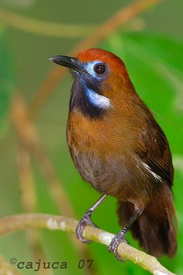 DSC_7153ft.jpg