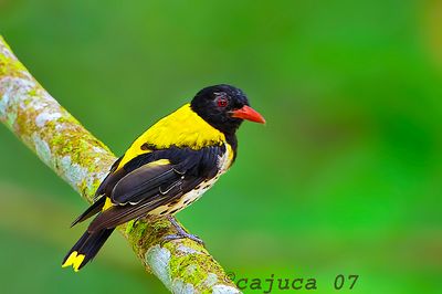 Dark-throated Oriole (Oriolus xanthonotus)