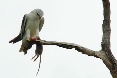 DSC_0566.jpg
