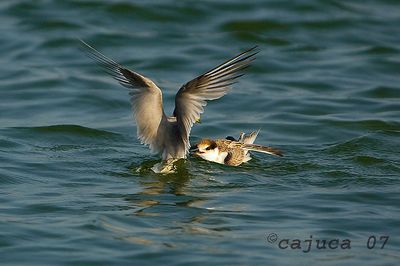 DSC_9291.jpg